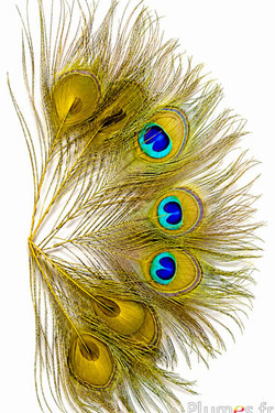 Pauw blauw - 13-18 cm - geel